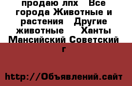 продаю лпх - Все города Животные и растения » Другие животные   . Ханты-Мансийский,Советский г.